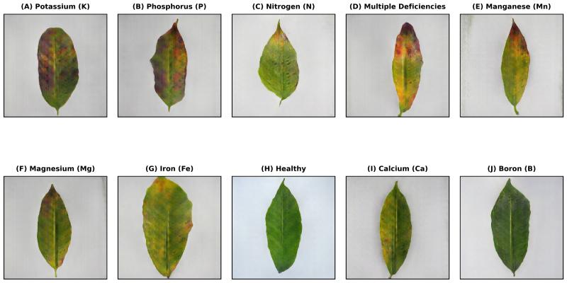 Coffee leaf nutrient deficiency dataset
